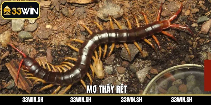 Mơ Thấy Rết - Điềm Báo Và Ý Nghĩa Con Số Về Giấc Chiêm Bao